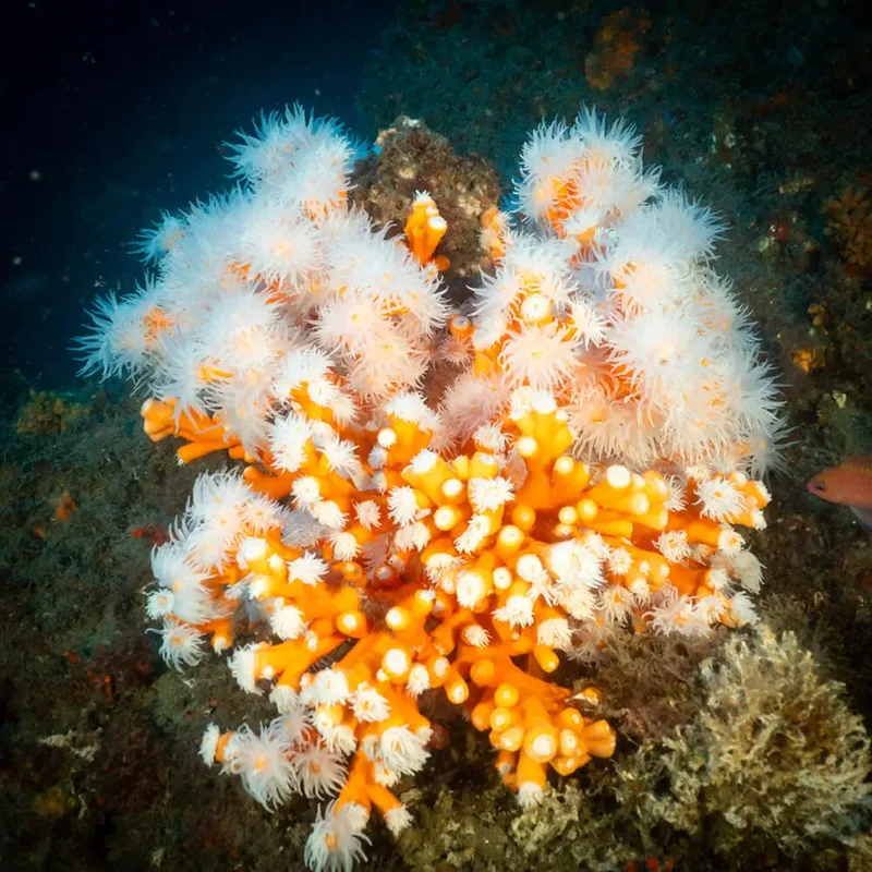 Coraux mous orange et blanc, vie marine colorée, fond marin sombre