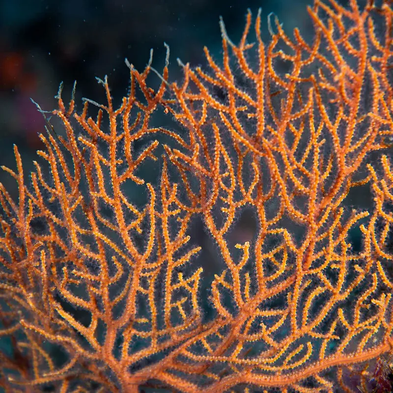 Corail orange en forme de branches, fond sombre, photographie sous-marine