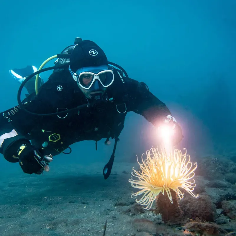 Plongeur éclairant une anémone de mer avec une lampe torche sous-marine