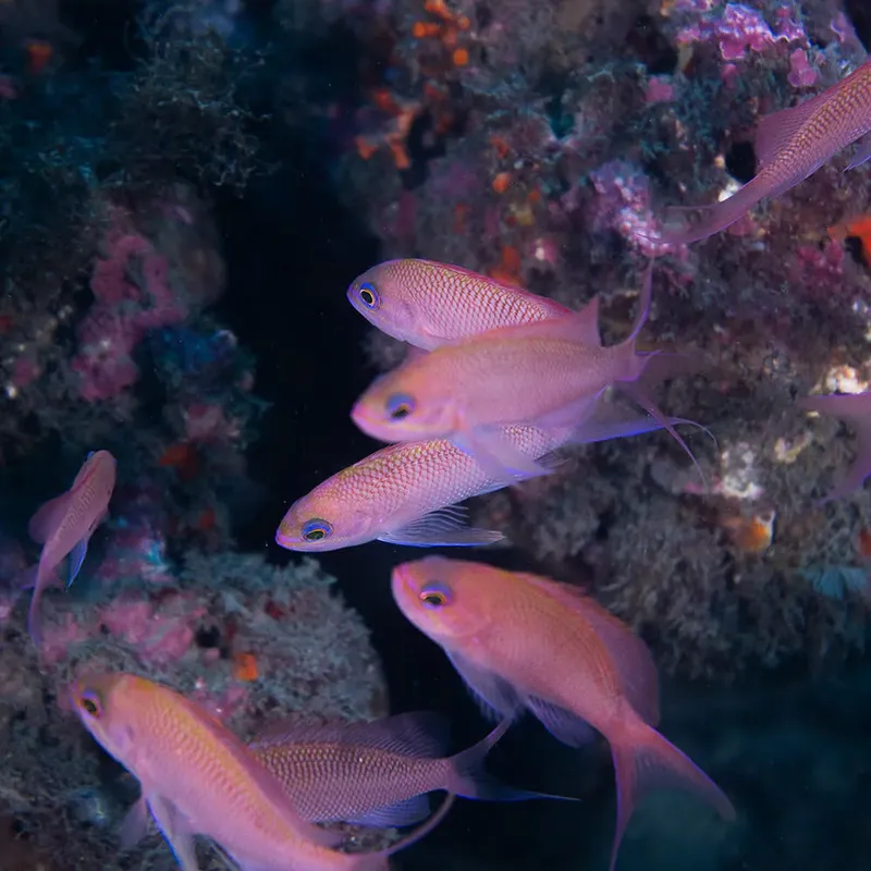 Banc de petits poissons roses nageant près d'un récif corallien coloré