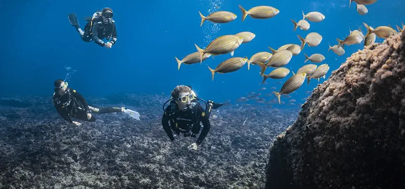 Plongeurs explorent un récif corallien avec un banc de poissons dorés