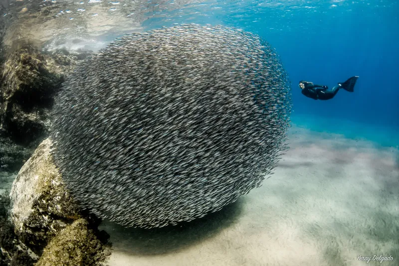 Banc de poissons argentés en boule, plongeur en arrière-plan, récif corallien