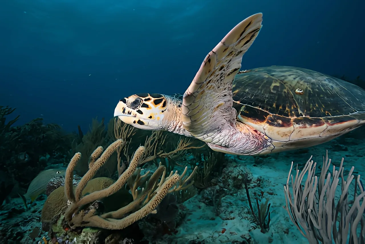 Tortue marine nageant au milieu de coraux et d'éponges