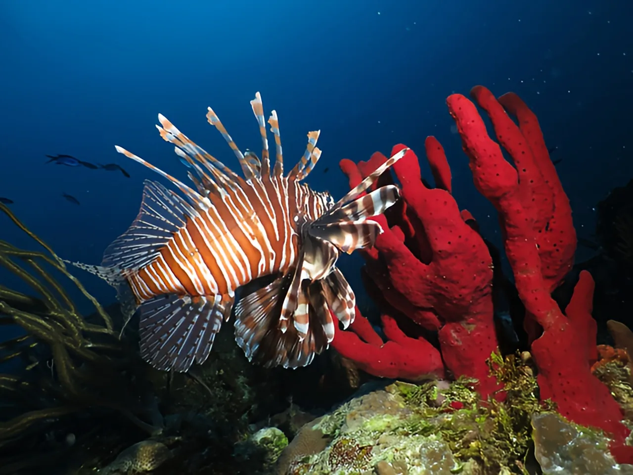 Poisson-lion rayé près de coraux rouges, fond bleu profond