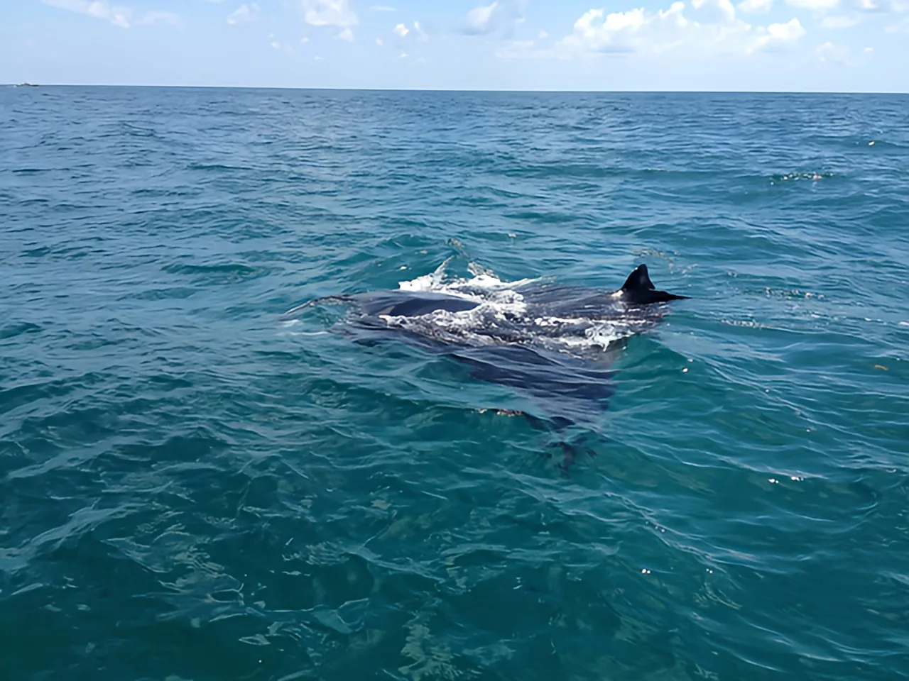 Baleine nageant à la surface de l'océan, ciel bleu