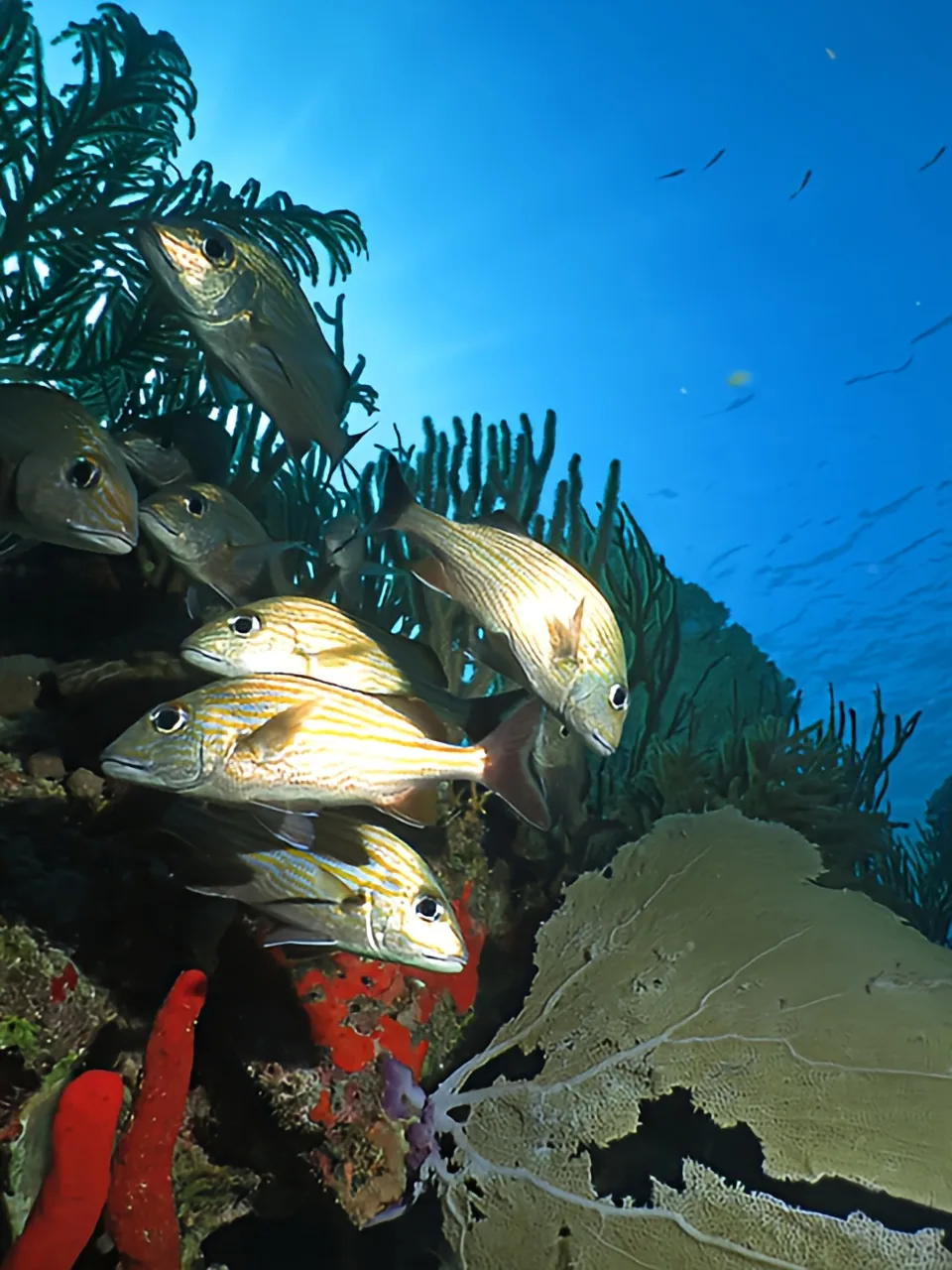 Banc de poissons tropicaux nageant près d'un récif corallien
