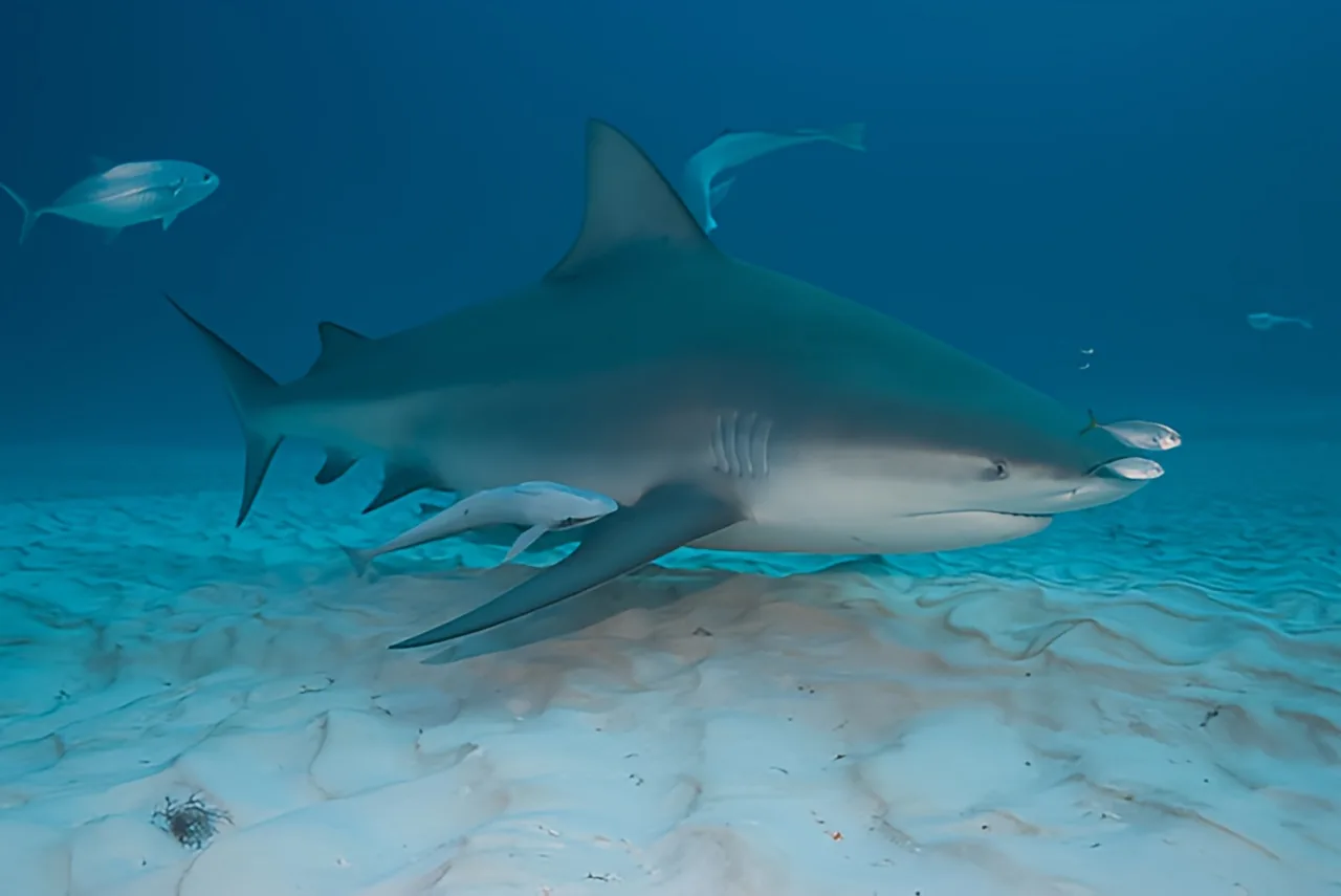 Requin et poissons tropicaux évoluant dans un fond sableux