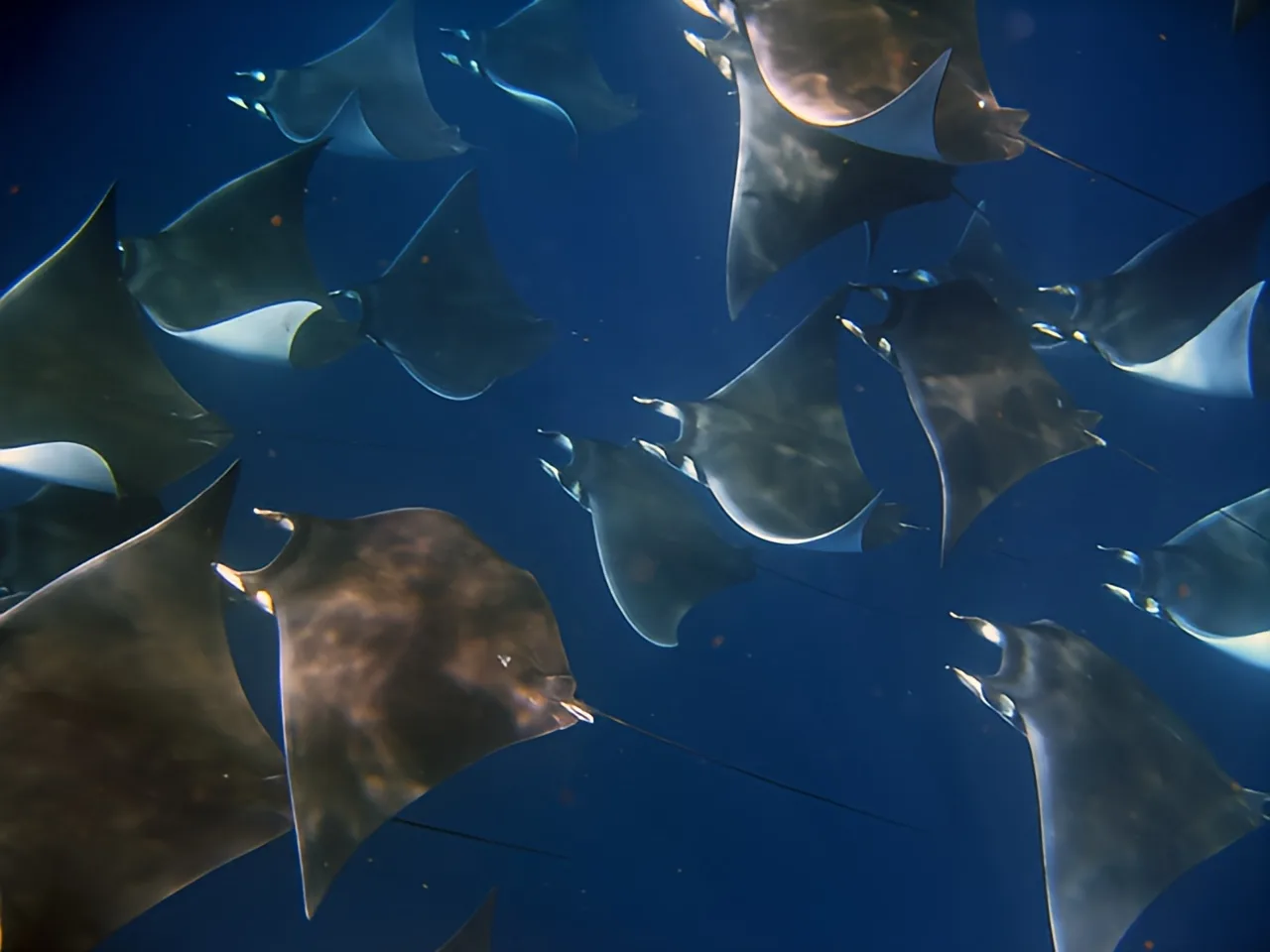 Raies manta nageant en formation, vue d'en bas