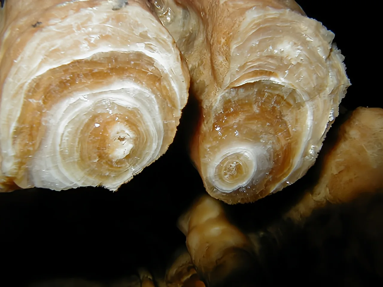 Coquilles de mollusques, vue rapprochée, fond marin sombre