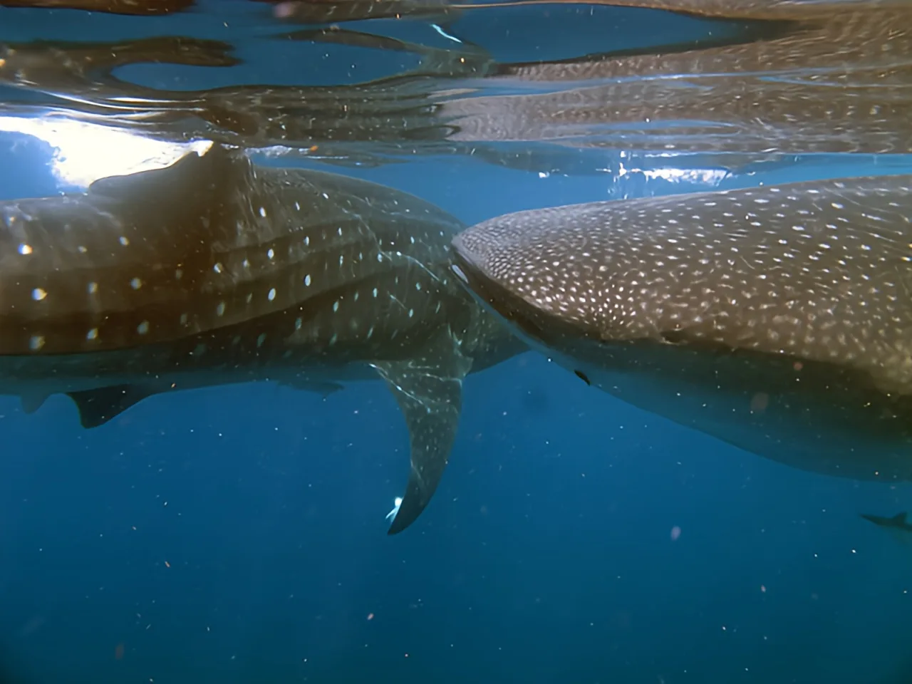 Deux requins baleines nagent sous l'eau, vue du dessous