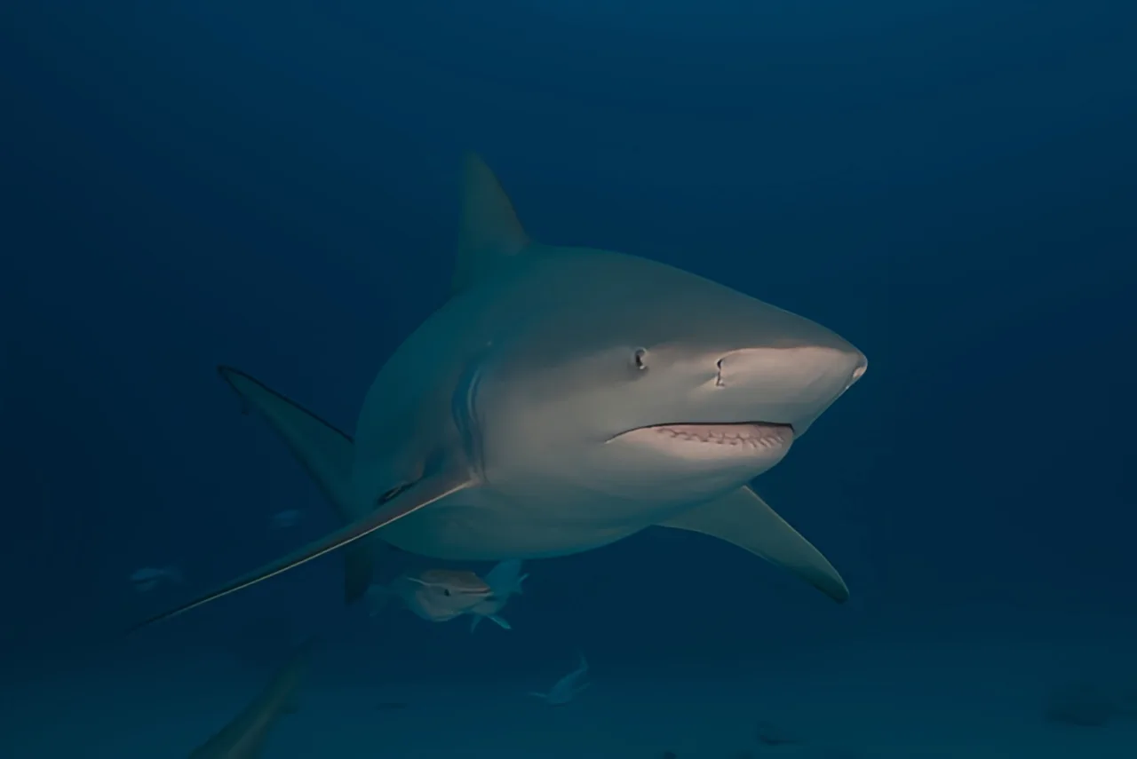 Requin nageant dans l'eau bleue, vue sous-marine