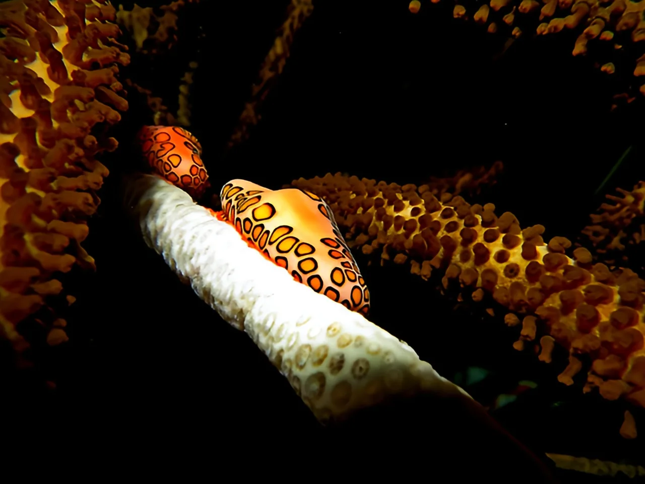 Nudibranche orange et blanche sur corail, photographie sous-marine