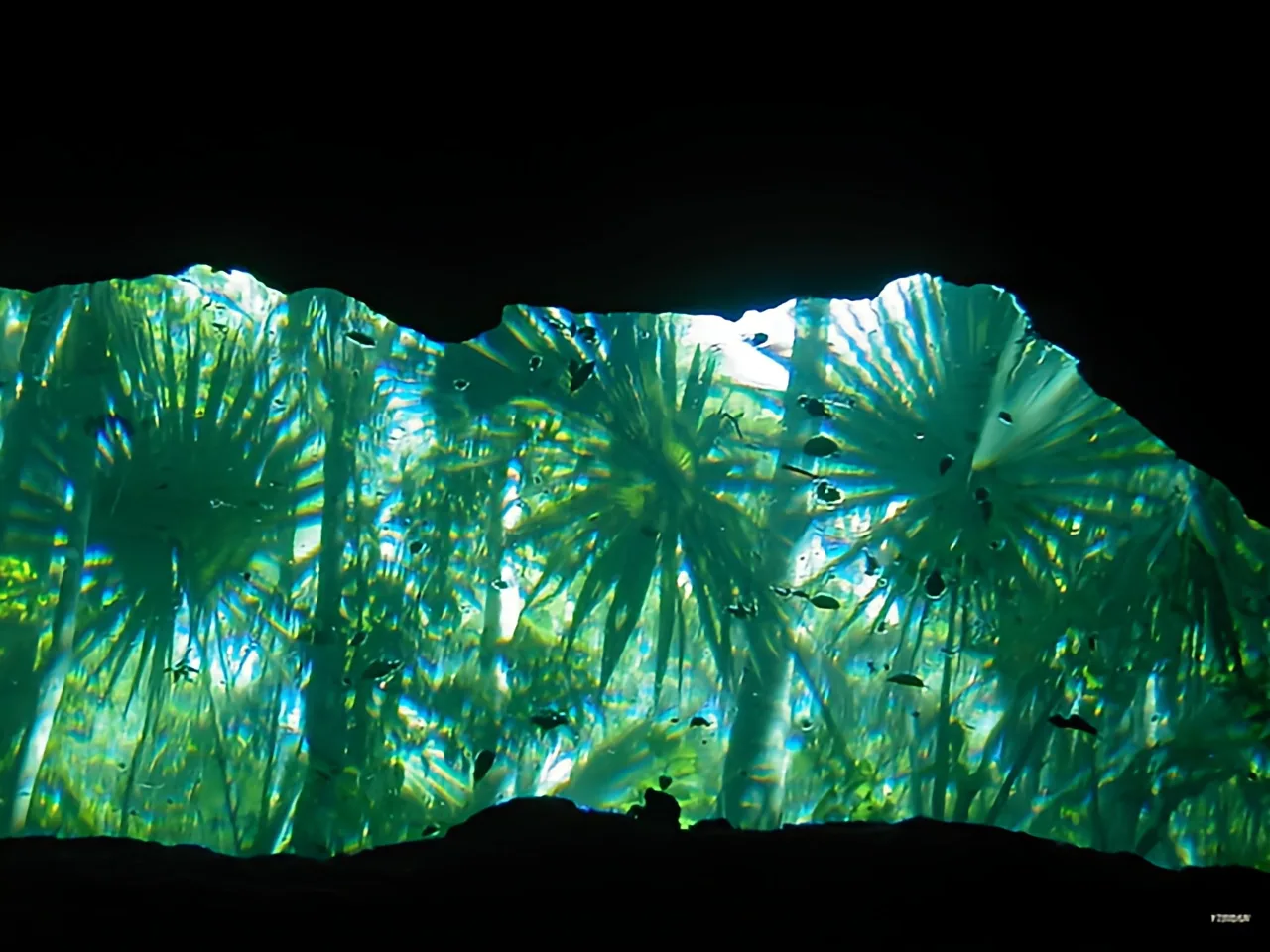 Banc de poissons dans une lumière verte filtrée sous-marine