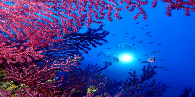 Plongeur explorant un récif corallien rouge vif avec des poissons