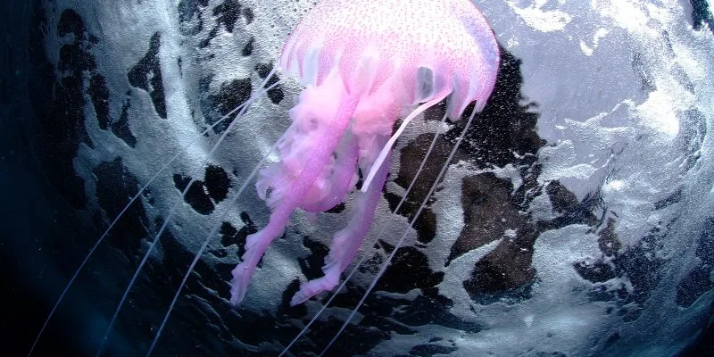 Méduse rose translucide flottant dans l'eau sombre, tentacules visibles