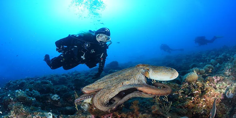 Plongeur observant une pieuvre sur un fond rocheux en mer