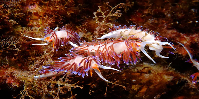 Nudibranches colorés sur un fond rocheux et corallien en mer
