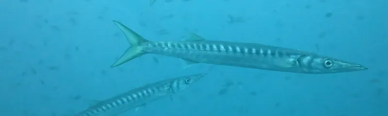 Deux poissons-aiguilles nagent dans une eau bleue claire et limpide