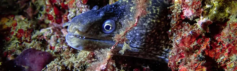 Murène cachée dans un récif corallien coloré, regard fixe