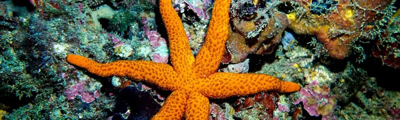 Etoile de mer orange vif sur un fond rocheux coloré