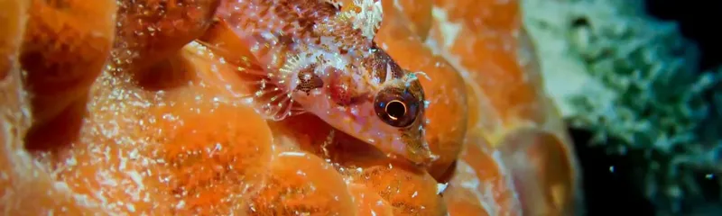Hippocampe roux camouflé sur une éponge orange en milieu marin