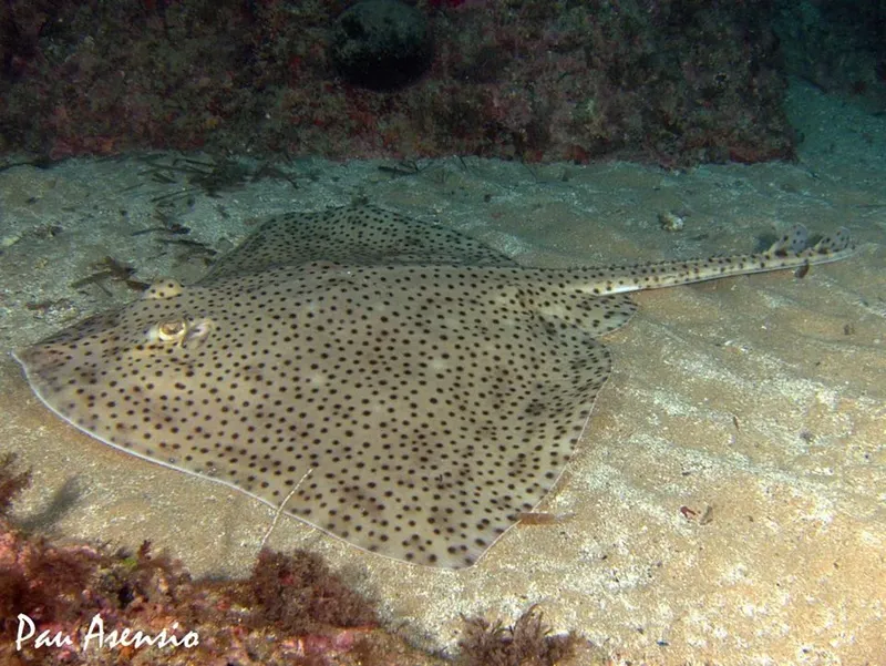 Raie tachetée sur fond sablonneux, habitat marin, faune sous-marine