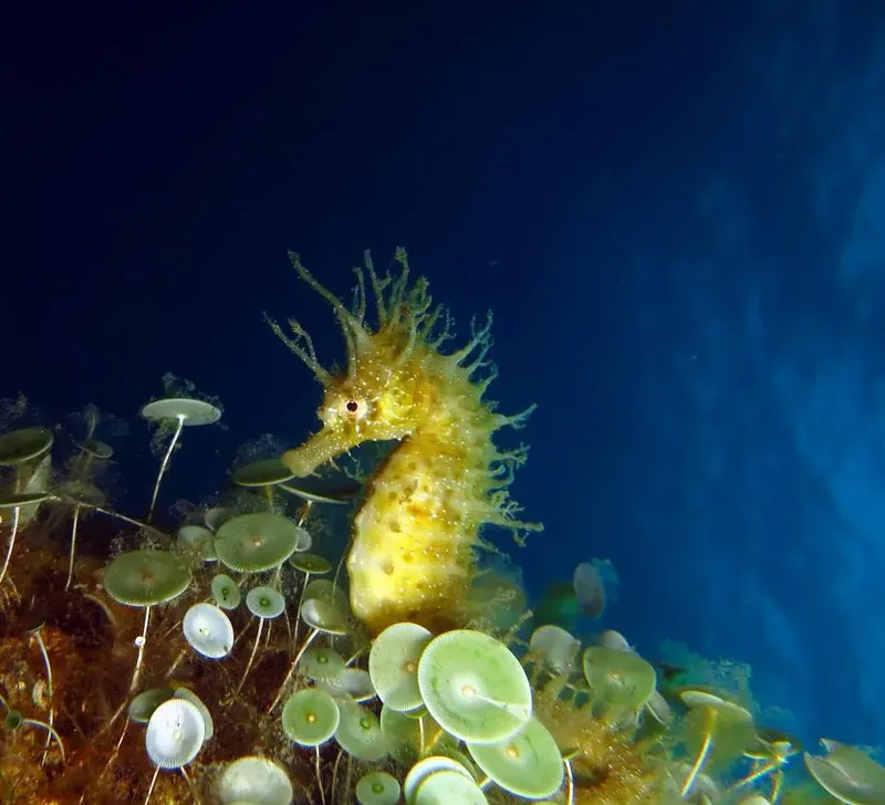 Hippocampe épineux perché sur des gorgones dans l'eau bleue