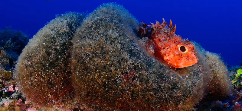 Poisson rouge vif caché dans une anémone marine colorée