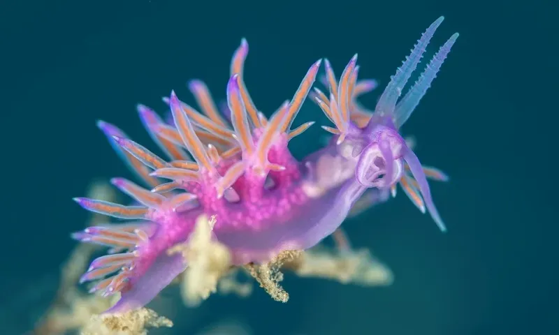 Deux nudibranches colorés se reposent sur un fond marin sombre