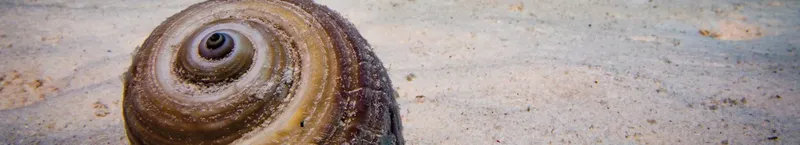 Coquillage spiralé sur fond sablonneux, prise de vue sous-marine