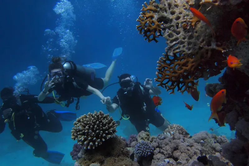 Plongeurs explorent un récif corallien avec des poissons colorés