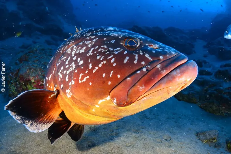 Gros mérou brun, regardant la caméra, dans l'eau bleue