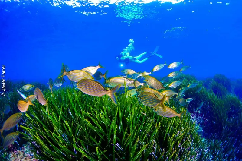 Plongeuse et banc de poissons évoluent dans une prairie sous-marine