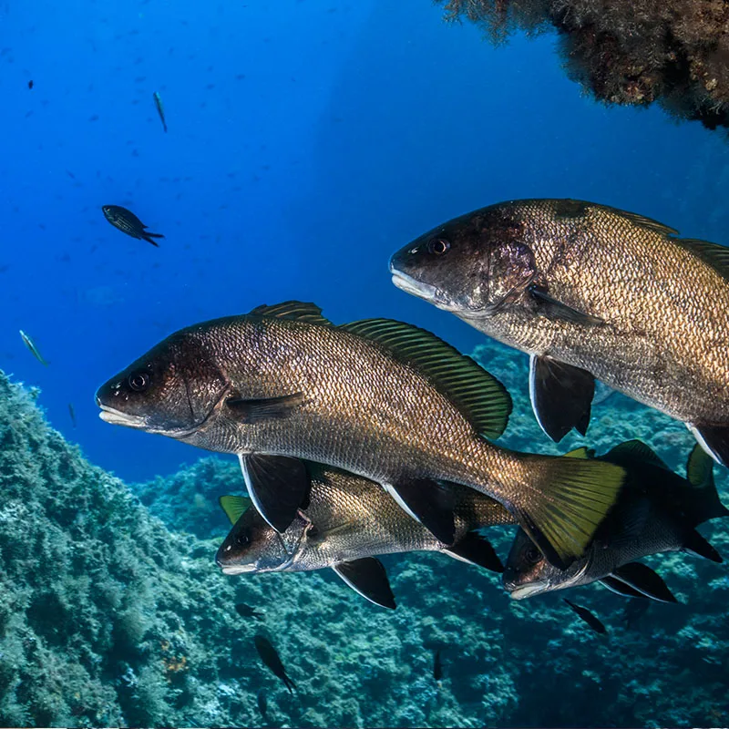 Trois poissons gris nagent près d'un récifal corallien bleu