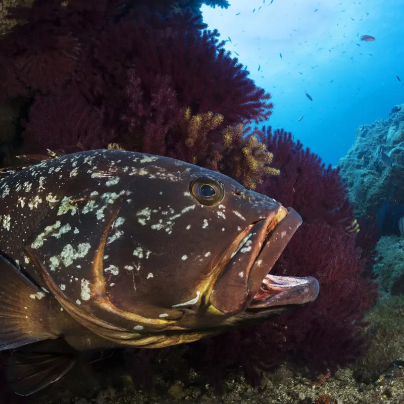 Gros poisson tacheté nageant près de coraux rouges en milieu marin