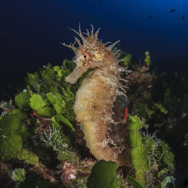 Hippocampe épineux se fondant dans la végétation marine colorée