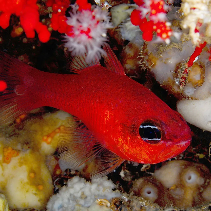 Petit poisson rouge vif sur un récif corallien coloré