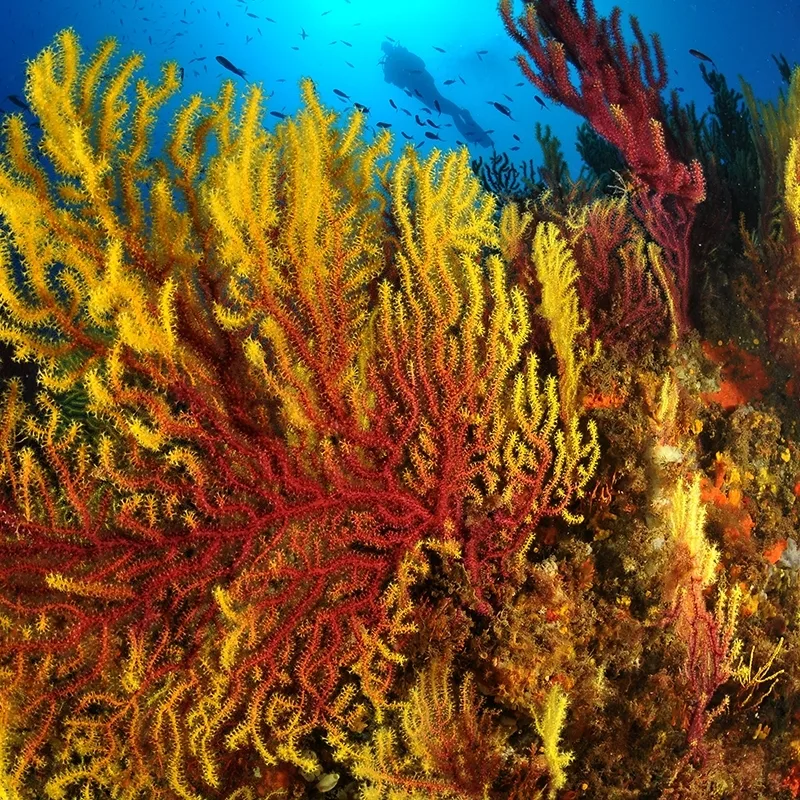 Plongeur explorant un récif corallien coloré avec des gorgones et poissons