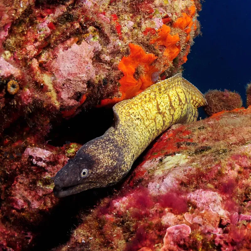 Murène sortant d'une roche corallienne colorée en milieu marin