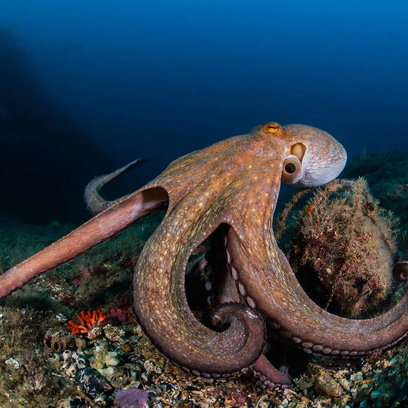 Pieuvre posée sur un fond rocheux en milieu marin bleu
