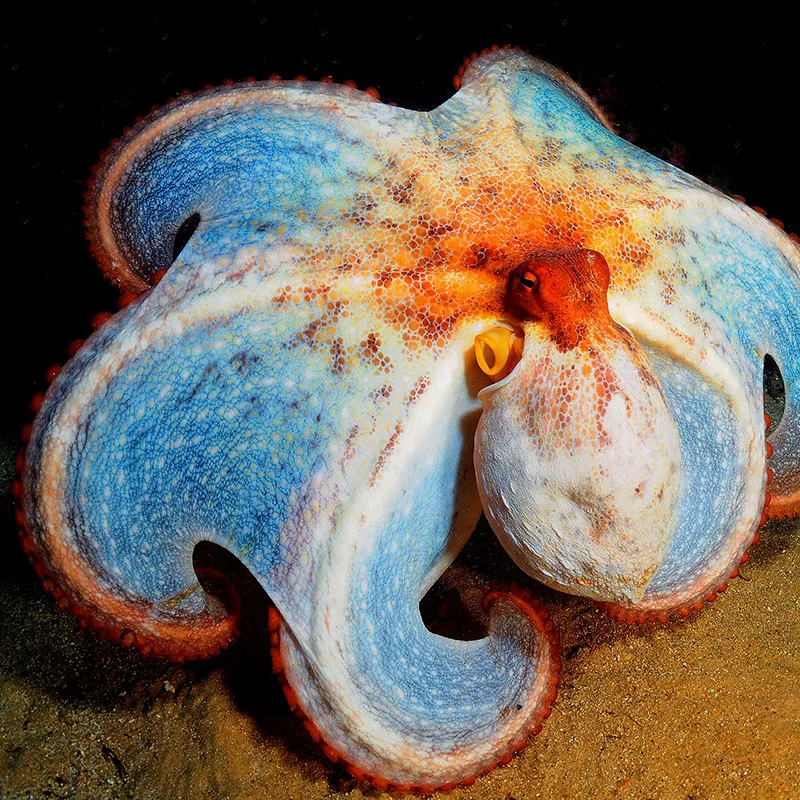 Pieuvre colorée reposant sur le fond marin, tentacules déployés