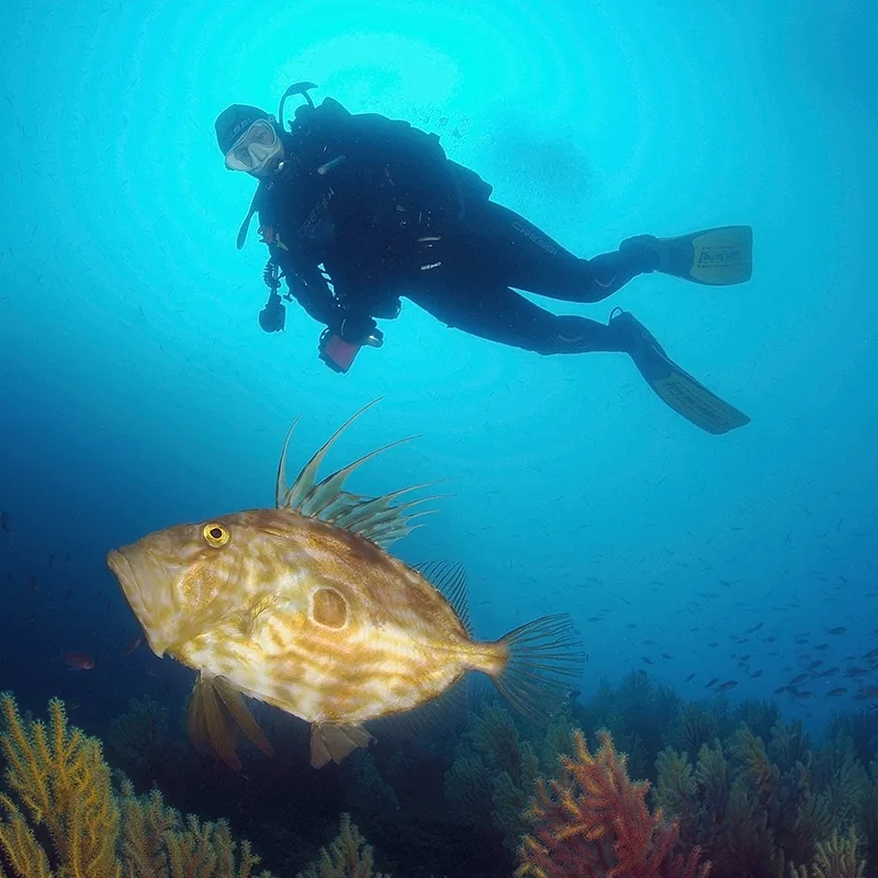 Plongeur et gros poisson rocheux évoluent dans une eau bleue claire