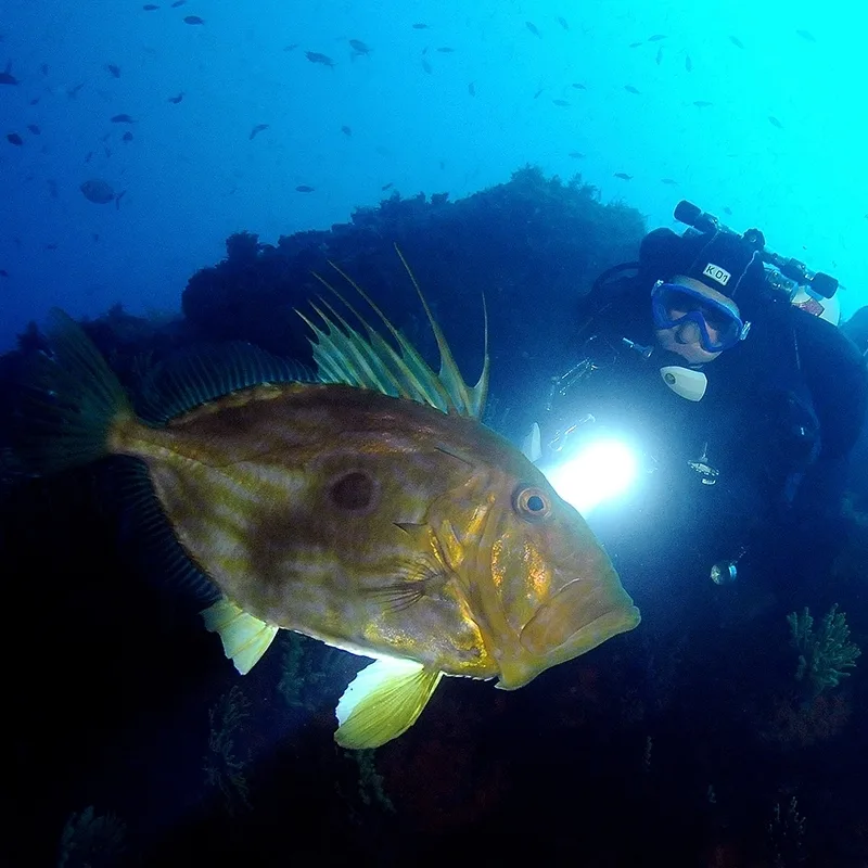 Un gros poisson grouper et un plongeur sous l'eau en mer
