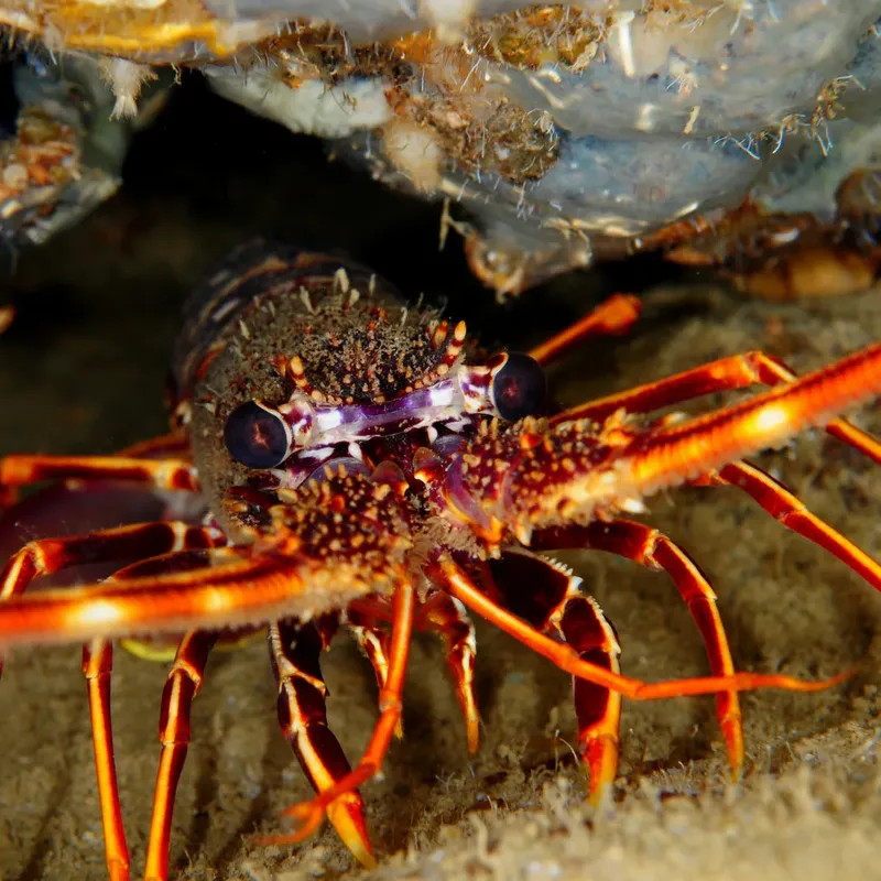 Gros plan d'un homard rouge vif caché dans un récif corallien