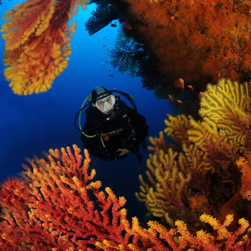 Plongeur explorant un récif corallien rouge et orange en profondeur