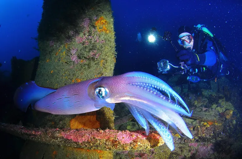 Calmar lumineux et plongeur avec appareil photo sous l'eau