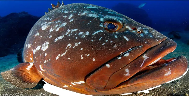 Gros mérou brun tacheté de blanc, regardant la caméra sous l'eau