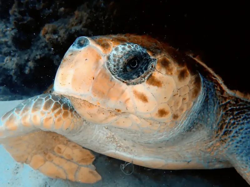 Tortue marine nageant paisiblement, gros plan sur sa tête et son œil