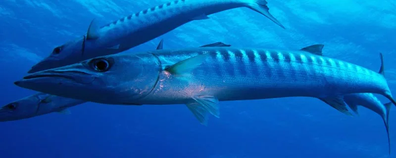 Trois vivaneaux barrés nagent dans l'eau bleue, regardant la caméra