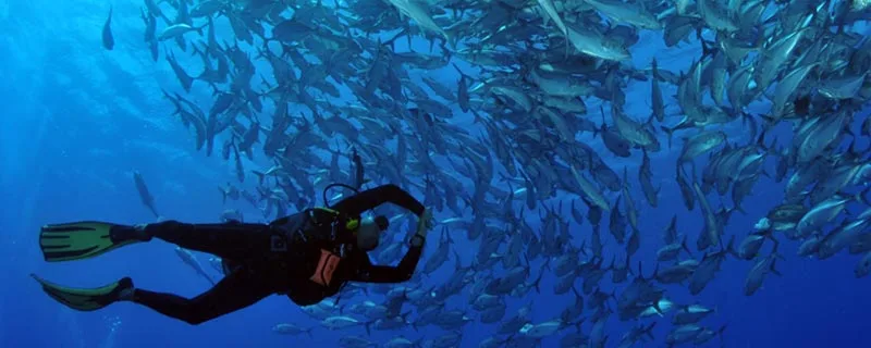 Plongeur evoluant au milieu d'un banc de carangues en pleine mer